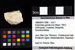 Foto (Objket + Etiketten) von Eodromites grandis (von Meyer, 1857) 